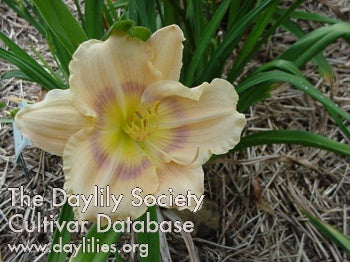 Image of Daylily Priscilla's Rainbow