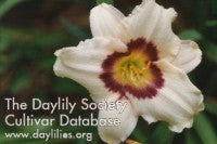 Image of Daylily Pandora's Box