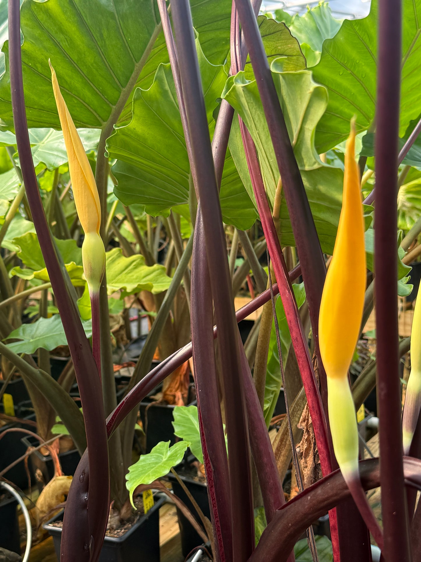 Colocasia ‘Fontanesii’ – Black Stem Elephant Ear (potted)