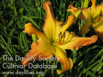 Image for Daylily Sahara Sunrise