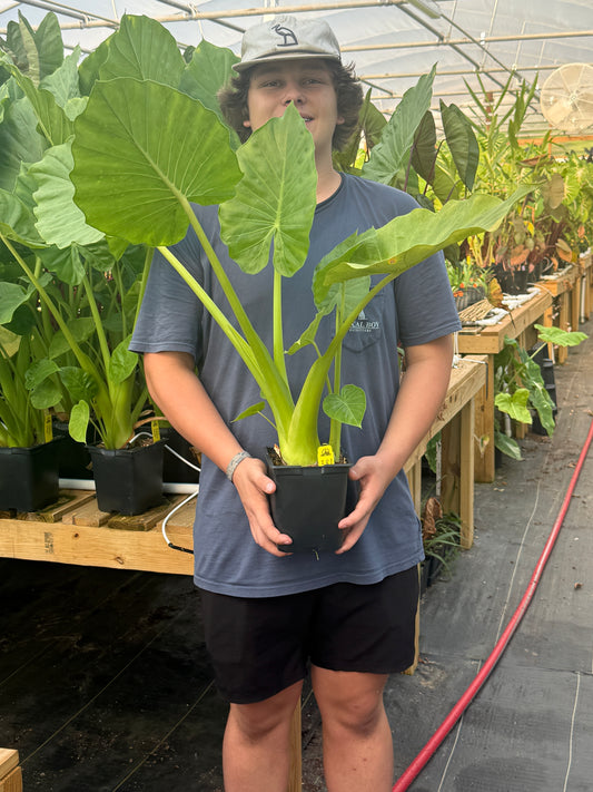Alocasia 'Calidora'
