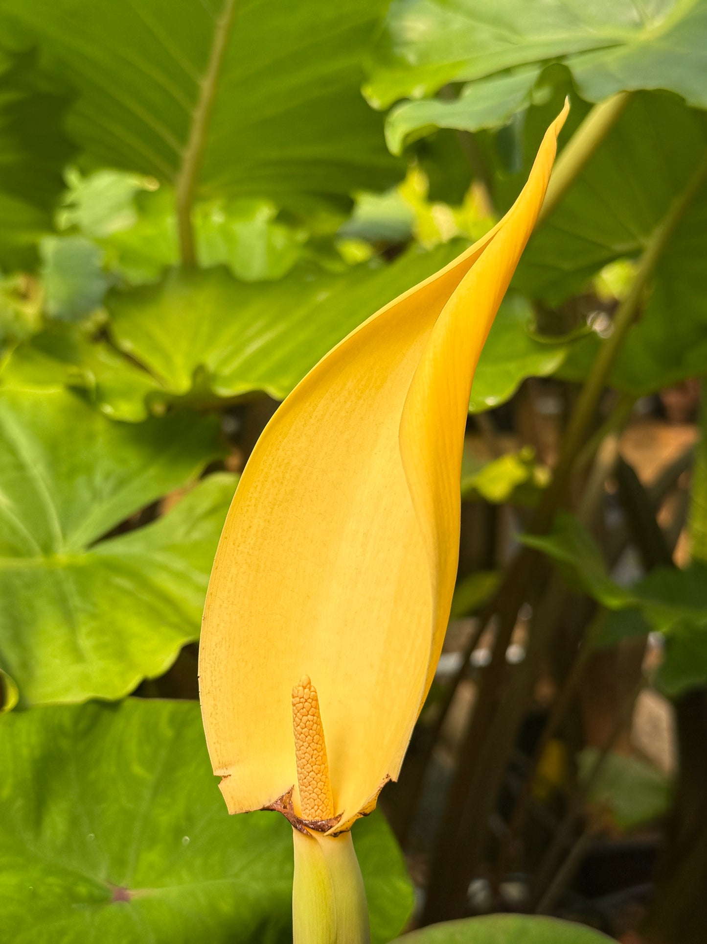 Colocasia ‘Fontanesii’ – Black Stem Elephant Ear (potted)