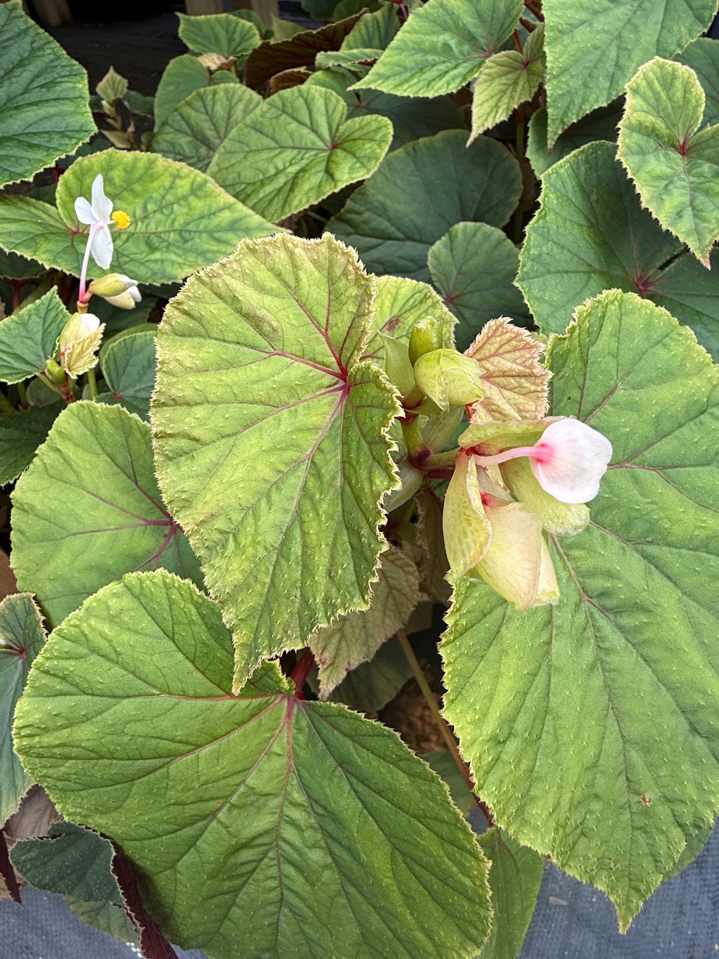 Begonia grandis ‘Alba’ – Graceful Hardy Begonia for Shade