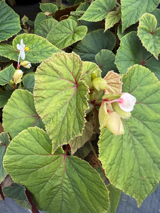 Begonia grandis ‘Alba’ – Graceful Hardy Begonia for Shade