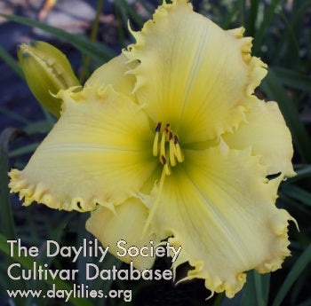 Image of Daylily Snake Fang