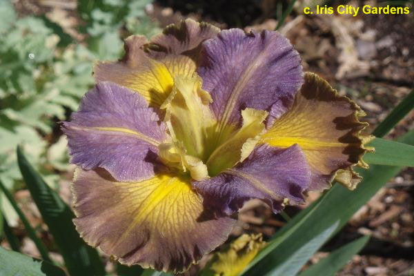 Placeholder image for Louisiana Iris Changing Shadows