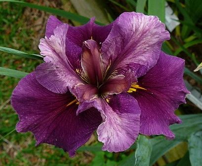 Placeholder image for Louisiana Iris I Remember You