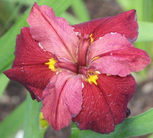 Placeholder image for Louisiana Iris My Friend Dick