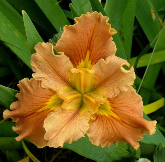 Placeholder image for Louisiana Iris Our Caroline