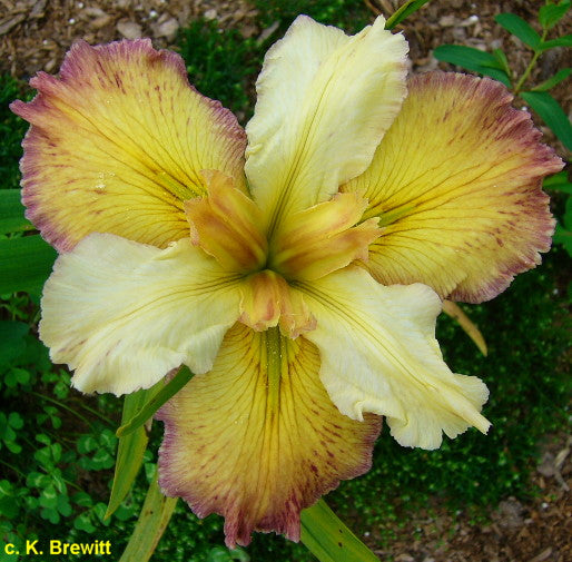 Placeholder image for Louisiana Iris Our Dorothy