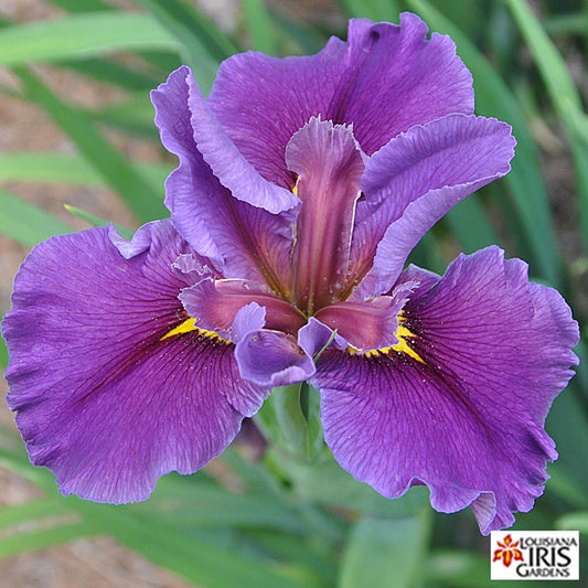 Placeholder image for Louisiana Iris Presquille