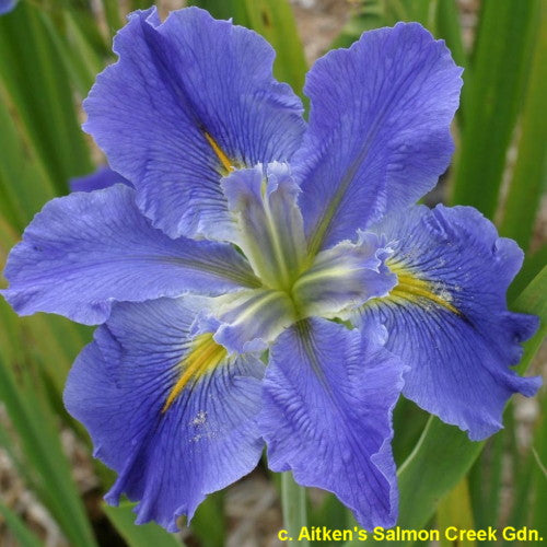 Placeholder image for Louisiana Iris Sinfonietta