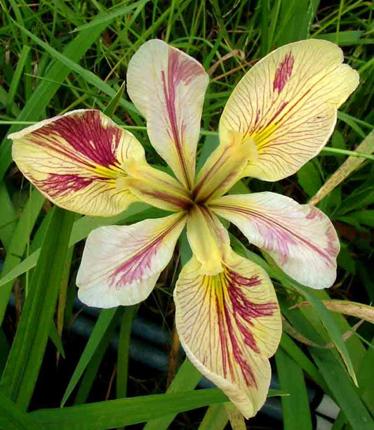Placeholder image for Louisiana Iris Splitter Splatter