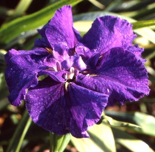 Placeholder image for Louisiana Iris Star Power