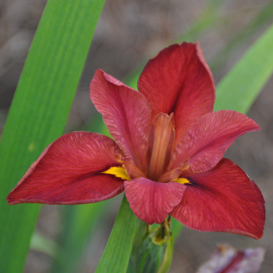 Placeholder image for Louisiana Iris Who's Yo Mama