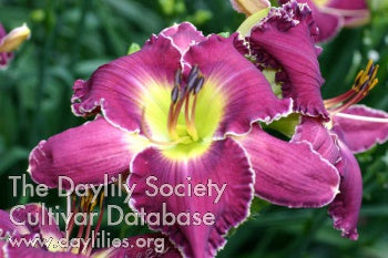 Image of Daylily Rockin’ Roger