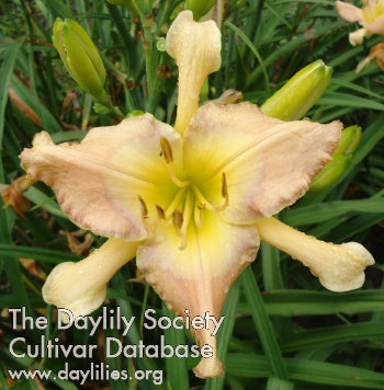 Image for Daylily The Dish Ran Away with the Spoon