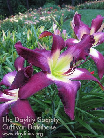Image for Daylily Mister Mayor