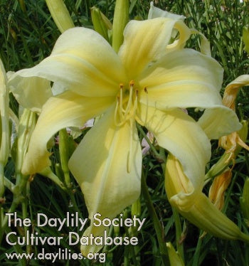 Image for Daylily Vanilla Gorilla