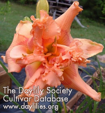 Image for Daylily Viva Glam Girl