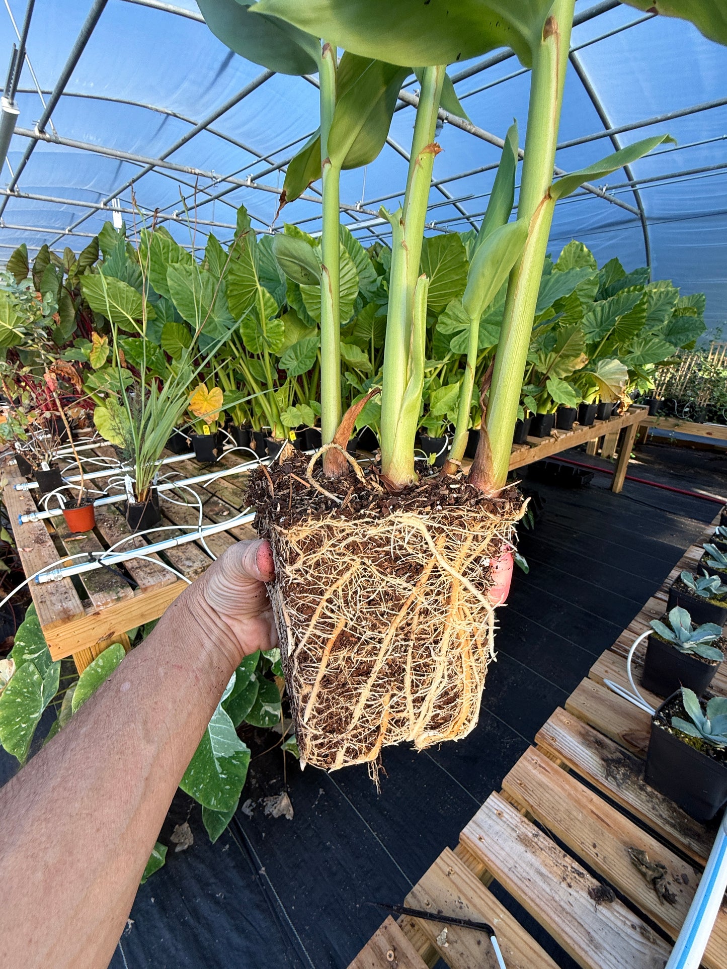 Hedychium coronarium – White Butterfly Ginger
