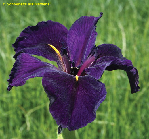 Placeholder image for Louisiana Iris Full Eclipse