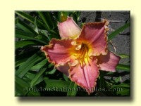 Image for Daylily Tropical Reflection