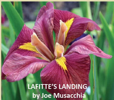 Placeholder image for Louisiana Iris Lafitte's Landing