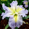 Placeholder image for Louisiana Iris Nancy Tichborne