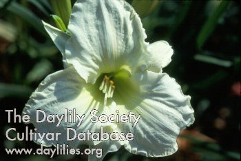 Image for Daylily White Temptation