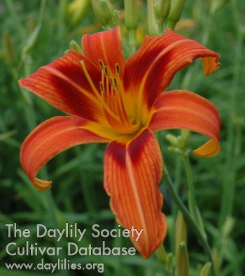 Image of Daylily Rajah