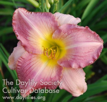 Image of Daylily Ocean Rain