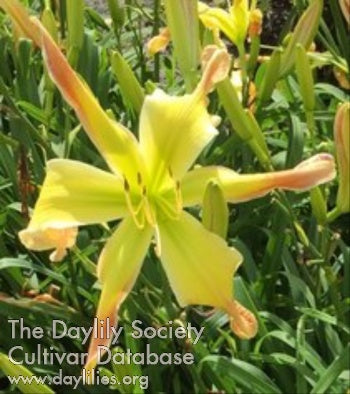 Image for Daylily Tip My Crown