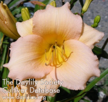 Image of Daylily Mini Pearl
