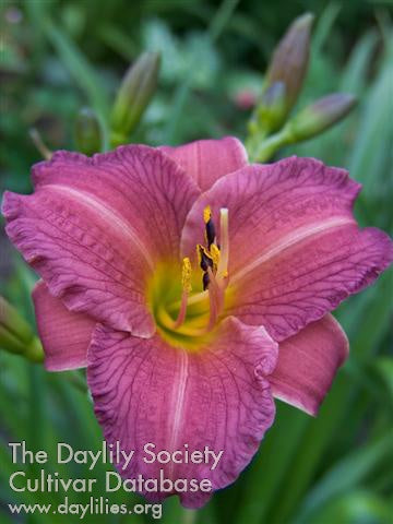 Image for Daylily Purple De Oro