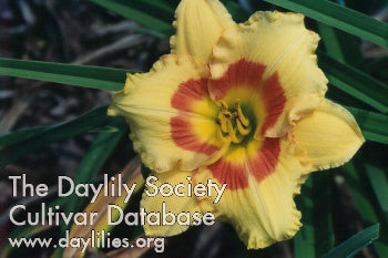 Image for Daylily Cherry Candy
