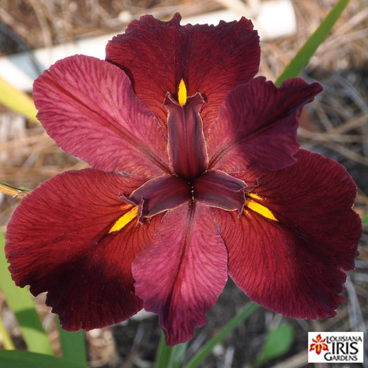 Placeholder image for Louisiana Iris Marie Laveau