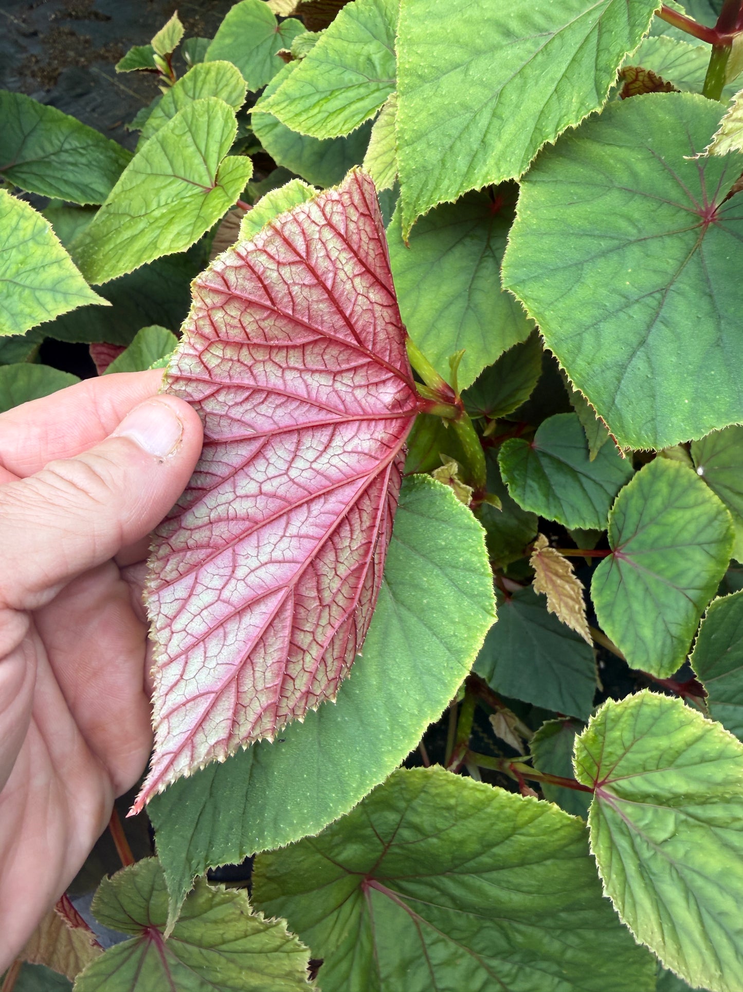 Begonia grandis ‘Alba’ – Graceful Hardy Begonia for Shade
