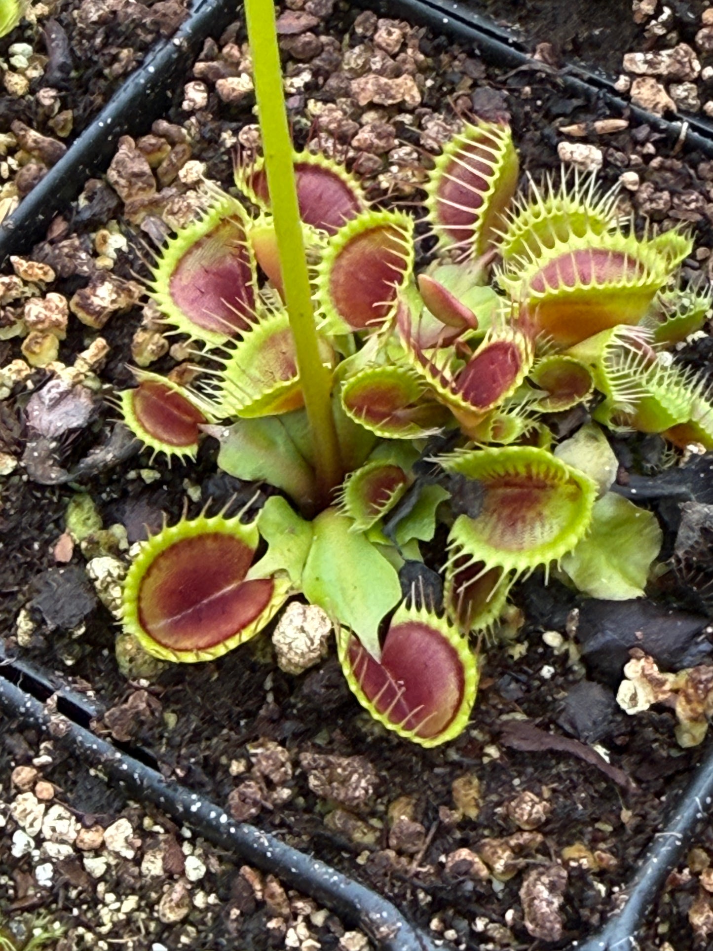 Dionaea ‘Cupped Trap’ – A Curious Cup-Shaped Venus Flytrap