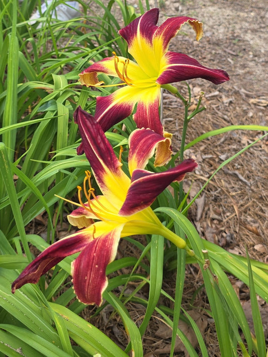 Daylily Scarlet Pimpernel