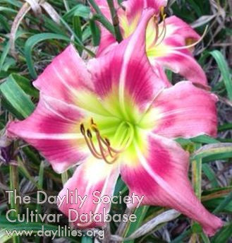 Image for Daylily Tousled