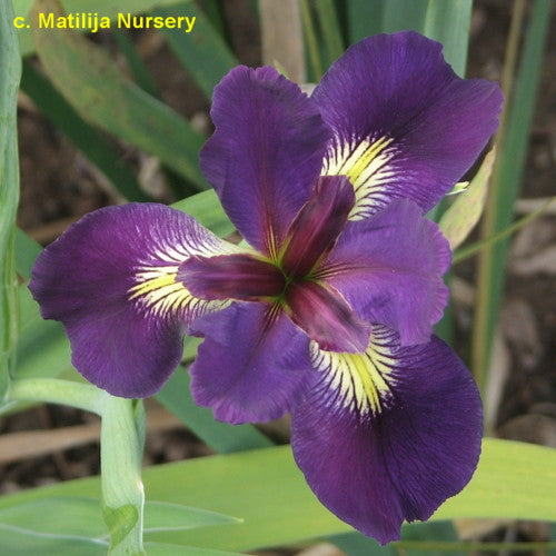 Placeholder image for Louisiana Iris Voodoo Music