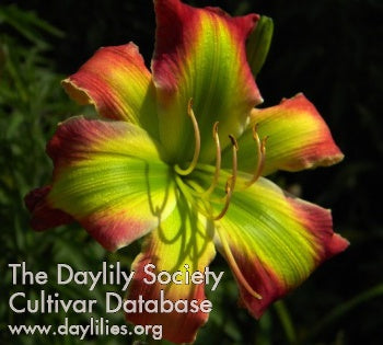 Image for Daylily Fried Green Tomatoes