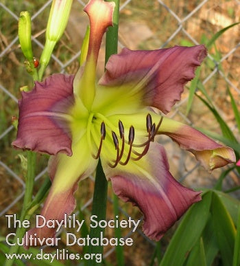 Image for Daylily Blue A Fuse
