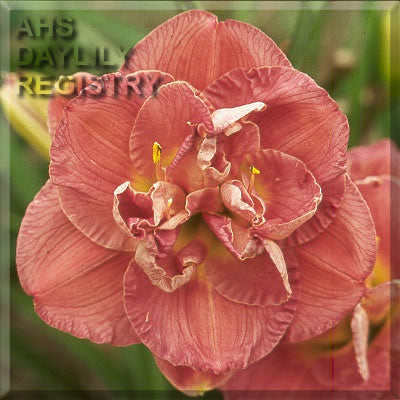 Image for Daylily Double Intrigue