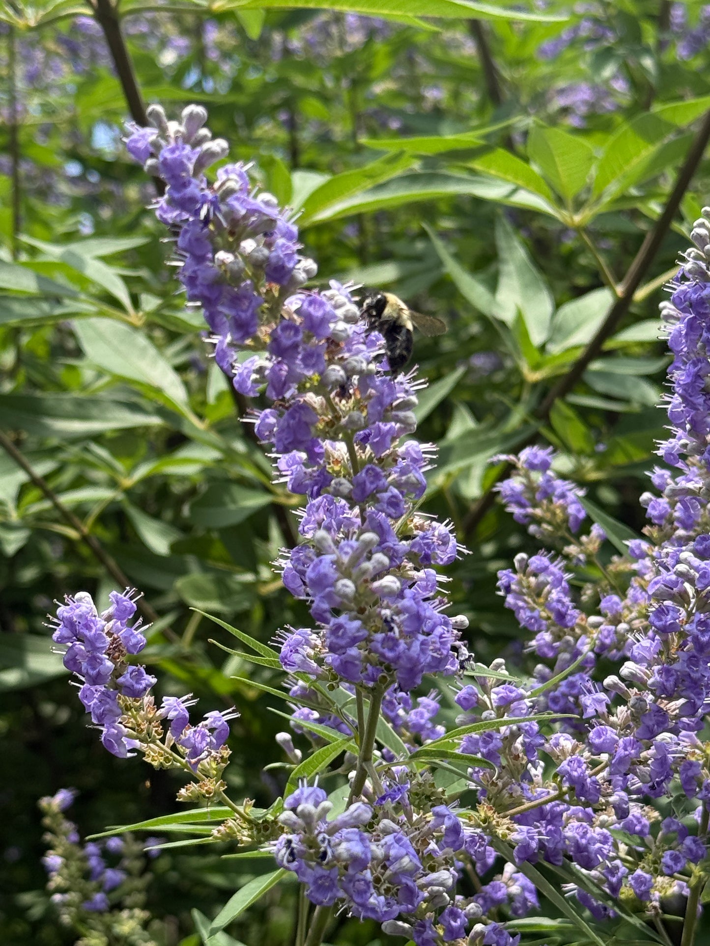 Vitex ‘Shoal Creek’ – Summer Color with Easy-Care Southern Charm