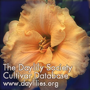 Image for Daylily Summer Hymns