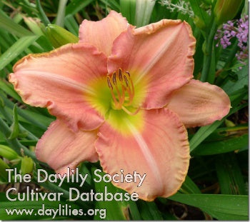 Image for Daylily Scottish Fantasy