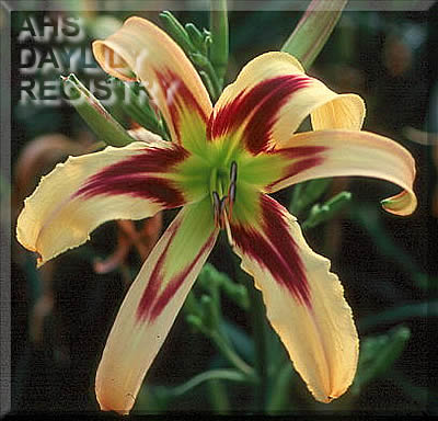 Image of Daylily Free Wheelin'