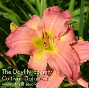 Image of Daylily Zena